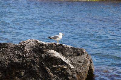 Прикрепленное изображение: A58DSC03571-1.jpg